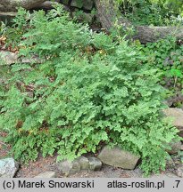 Thalictrum minus ssp. saxatile