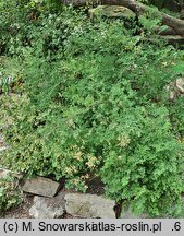 Thalictrum minus ssp. saxatile