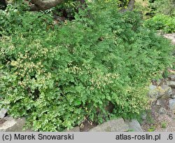 Thalictrum minus ssp. saxatile