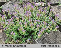 Scutellaria alpina (tarczyca alpejska)