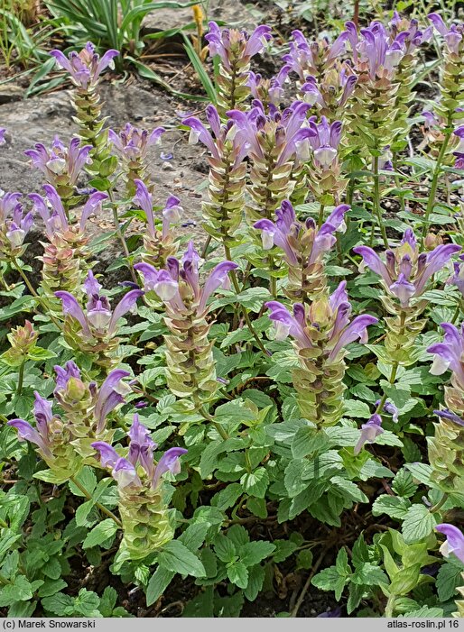 Scutellaria alpina (tarczyca alpejska)