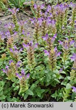 Scutellaria alpina (tarczyca alpejska)