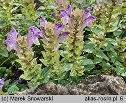 Scutellaria alpina (tarczyca alpejska)