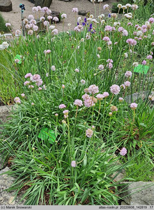 Armeria arenaria (zawiciąg piaskowy)
