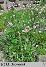 Armeria arenaria (zawiciąg piaskowy)