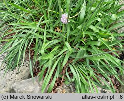 Armeria arenaria (zawiciąg piaskowy)