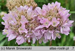 Armeria arenaria (zawiciąg piaskowy)