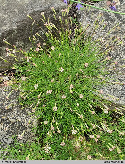 Silene saxifraga (lepnica skalnicowata)