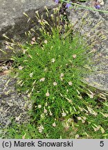 Silene saxifraga (lepnica skalnicowata)