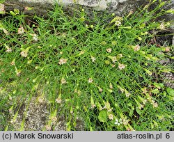 Silene saxifraga (lepnica skalnicowata)