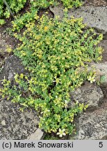 Hypericum cerastoides (dziurawiec rogownicowaty)