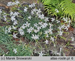 Dianthus praecox ssp. lumnitzeri (goździk Lumnitzera)