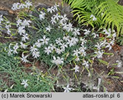 Dianthus praecox ssp. lumnitzeri