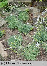 Dianthus praecox ssp. lumnitzeri