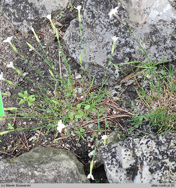 Dianthus integer (goździk całobrzegi)