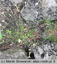 Dianthus integer (goździk całobrzegi)