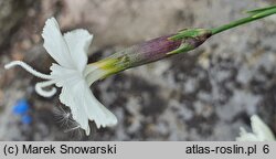 Dianthus integer (goździk całobrzegi)