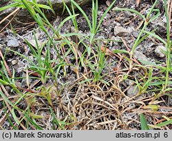 Dianthus integer (goździk całobrzegi)