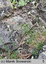 Dianthus integer (goździk całobrzegi)