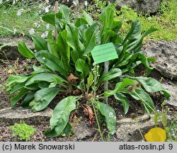 Limonium platyphyllum (zatrwian szerokolistny)