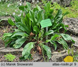 Limonium platyphyllum (zatrwian szerokolistny)