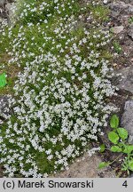 Arenaria kotschyana