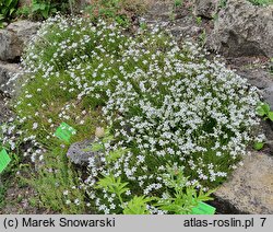 Arenaria kotschyana