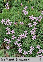 Dianthus arpadianus