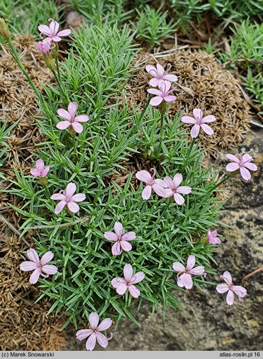 Dianthus arpadianus