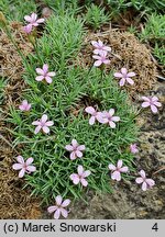 Dianthus arpadianus