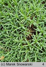 Dianthus arpadianus