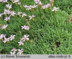 Dianthus arpadianus