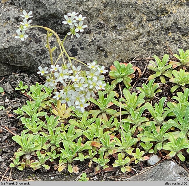 Saxifraga hostii (skalnica Hosta)