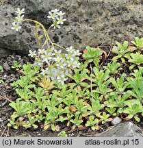 Saxifraga hostii (skalnica Hosta)