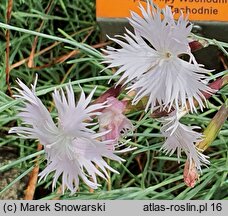 Dianthus plumarius (goździk postrzępiony)