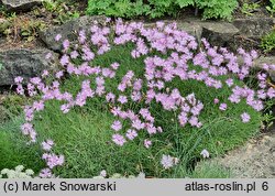 Dianthus plumarius (goździk postrzępiony)