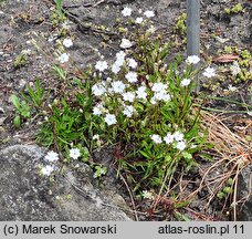 Silene alpestris (lepnica alpejska)