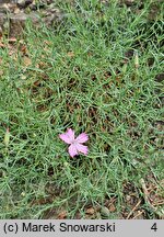 Dianthus nardiformis (goździk bliźniczkowaty)