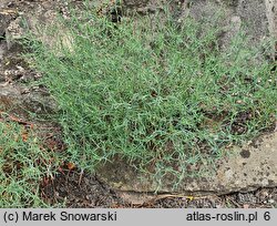 Dianthus nardiformis (goździk bliźniczkowaty)