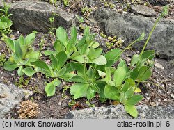 Primula auricula (pierwiosnek łyszczak)