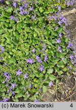 Campanula portenschlagiana (dzwonek dalmatyński)