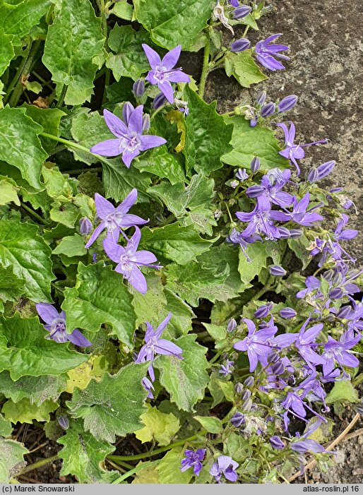 Campanula portenschlagiana (dzwonek dalmatyński)