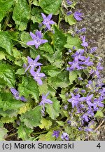 Campanula portenschlagiana (dzwonek dalmatyński)