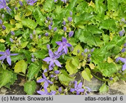 Campanula portenschlagiana (dzwonek dalmatyński)