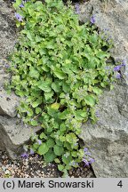 Campanula portenschlagiana (dzwonek dalmatyński)