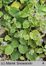 Campanula portenschlagiana (dzwonek dalmatyński)