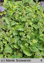 Campanula portenschlagiana (dzwonek dalmatyński)