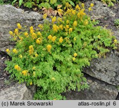 Corydalis lutea (kokorycz żółta)