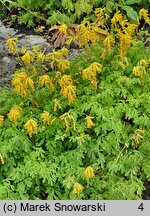 Corydalis lutea (kokorycz żółta)