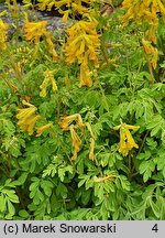 Corydalis lutea (kokorycz żółta)